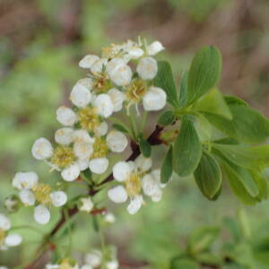 Photographie n°2480781 du taxon Spiraea hypericifolia subsp. obovata (Waldst. & Kit. ex Willd.) H.Huber