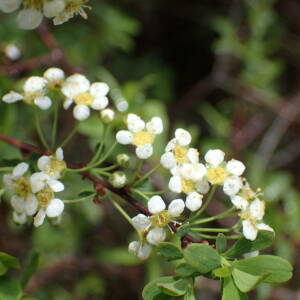 Photographie n°2480783 du taxon Spiraea hypericifolia subsp. obovata (Waldst. & Kit. ex Willd.) H.Huber