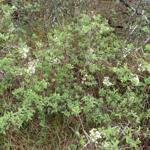 Photographie n°2480787 du taxon Spiraea hypericifolia subsp. obovata (Waldst. & Kit. ex Willd.) H.Huber