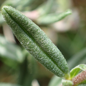 Photographie n°2480816 du taxon Helianthemum apenninum (L.) Mill.