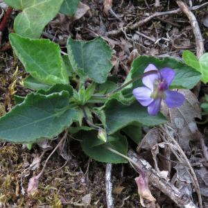 Photographie n°2480820 du taxon Viola hirta L.