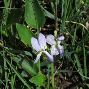Photographie n°2480823 du taxon Viola lactea Sm.