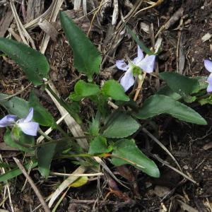 Photographie n°2480824 du taxon Viola lactea Sm.