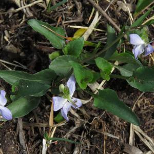 Photographie n°2480825 du taxon Viola lactea Sm.