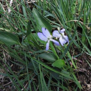 Photographie n°2480826 du taxon Viola lactea Sm.