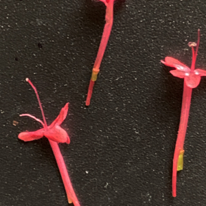 Photographie n°2480850 du taxon Centranthus ruber (L.) DC.