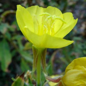 Photographie n°2480873 du taxon Oenothera biennis L. [1753]