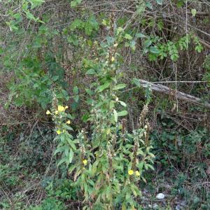 Photographie n°2480877 du taxon Oenothera biennis L. [1753]