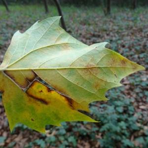 Photographie n°2480899 du taxon Platanus x hispanica Mill. ex Münchh. [1770]