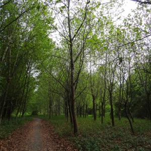 Photographie n°2480902 du taxon Platanus x hispanica Mill. ex Münchh. [1770]