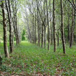 Photographie n°2480903 du taxon Platanus x hispanica Mill. ex Münchh. [1770]