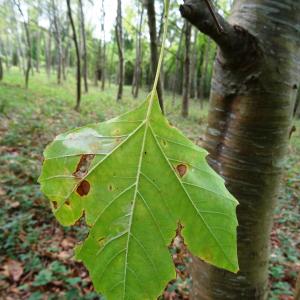 Photographie n°2480906 du taxon Platanus x hispanica Mill. ex Münchh. [1770]