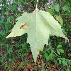 Photographie n°2480907 du taxon Platanus x hispanica Mill. ex Münchh. [1770]