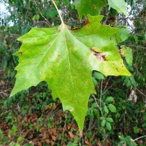 Photographie n°2480908 du taxon Platanus x hispanica Mill. ex Münchh. [1770]