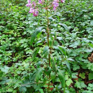 Photographie n°2480913 du taxon Impatiens glandulifera Royle [1833]