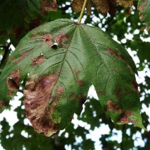 Photographie n°2480916 du taxon Acer opalus Mill. [1768]