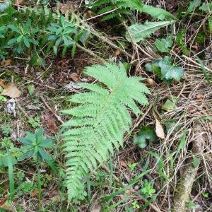 Photographie n°2480929 du taxon Polystichum setiferum (Forssk.) T.Moore ex Woyn. [1913]