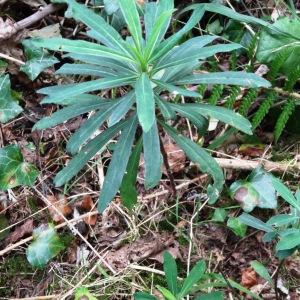 Photographie n°2480937 du taxon Euphorbia amygdaloides L. [1753]