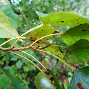 Photographie n°2480962 du taxon Populus nigra L. [1753]