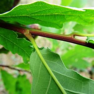 Photographie n°2480968 du taxon Quercus robur L. [1753]