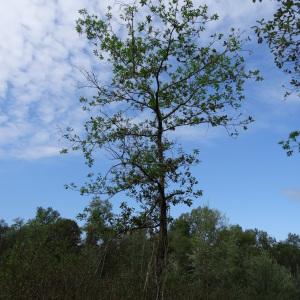 Photographie n°2480971 du taxon Quercus robur L. [1753]