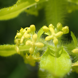 Photographie n°2480986 du taxon Cruciata laevipes Opiz