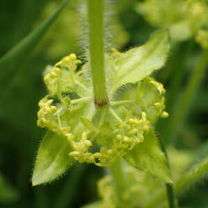 Photographie n°2480987 du taxon Cruciata laevipes Opiz