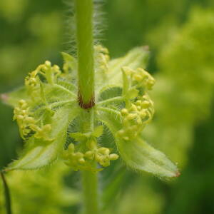 Photographie n°2480989 du taxon Cruciata laevipes Opiz