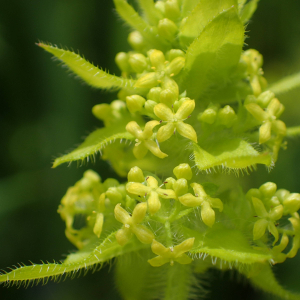 Photographie n°2480990 du taxon Cruciata laevipes Opiz