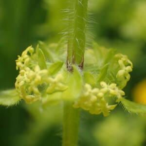 Photographie n°2480993 du taxon Cruciata laevipes Opiz