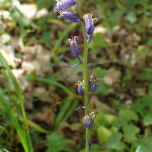 Photographie n°2480995 du taxon Hyacinthoides non-scripta (L.) Chouard ex Rothm.