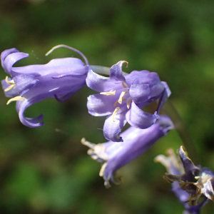 Photographie n°2480997 du taxon Hyacinthoides non-scripta (L.) Chouard ex Rothm.