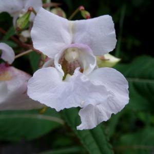 Photographie n°2481046 du taxon Impatiens glandulifera Royle [1833]