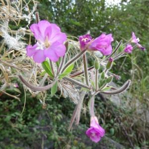 Photographie n°2481049 du taxon Epilobium hirsutum L.