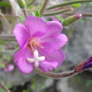 Photographie n°2481052 du taxon Epilobium hirsutum L.