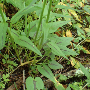 Photographie n°2481114 du taxon Phyteuma spicatum L.