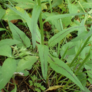 Photographie n°2481115 du taxon Phyteuma spicatum L.