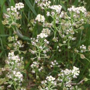 Photographie n°2481140 du taxon Teesdalia nudicaulis (L.) R.Br. [1812]