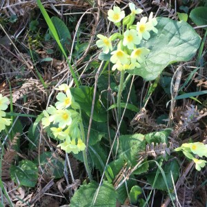 Photographie n°2481147 du taxon Primula elatior subsp. elatior