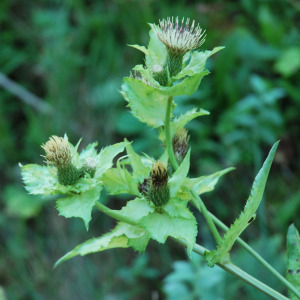 Photographie n°2481161 du taxon Cirsium oleraceum (L.) Scop. [1769]