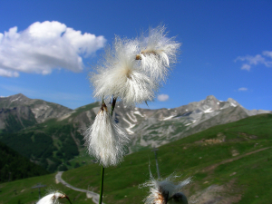 Michel DÉmares, le 10 juillet 2013 (Allos (lac d'Allos))