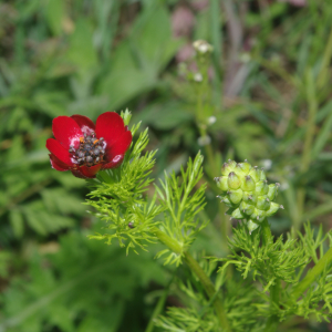 Photographie n°2481177 du taxon Adonis annua L. [1753]