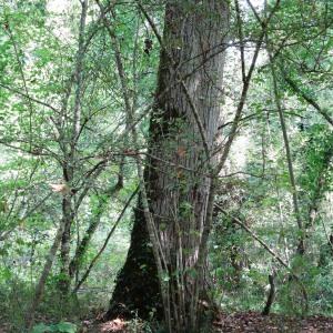 Photographie n°2481234 du taxon Tilia cordata Mill. [1768]