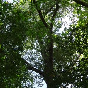 Photographie n°2481241 du taxon Platanus occidentalis L. [1753]