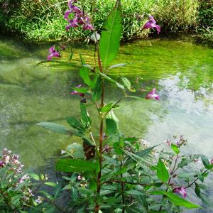 Photographie n°2481253 du taxon Impatiens glandulifera Royle [1833]