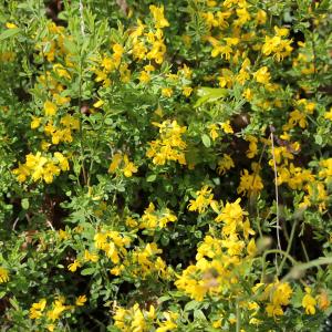 Photographie n°2481298 du taxon Genista pilosa L. [1753]