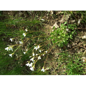 Saxifraga granulata L. var. granulata