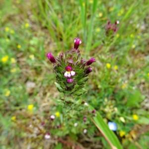 Photographie n°2481310 du taxon Parentucellia latifolia (L.) Caruel