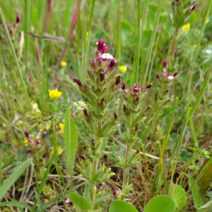 Photographie n°2481311 du taxon Parentucellia latifolia (L.) Caruel