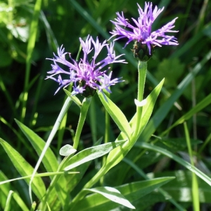 Photographie n°2481318 du taxon Cyanus montanus (L.) Hill [1768]
